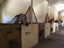 Haras pour chevaux Blanquefort 